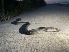 ホタテウミヘビの釣果