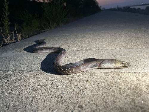 ホタテウミヘビの釣果