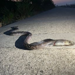 ホタテウミヘビ