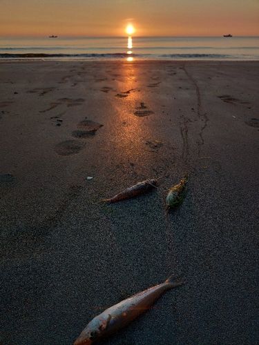 キスの釣果