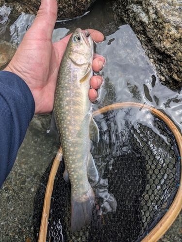イワナの釣果