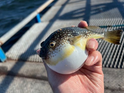 クサフグの釣果