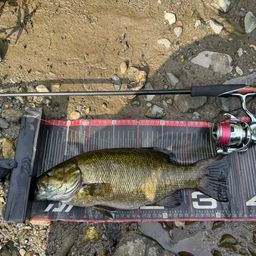 スモールマウスバス