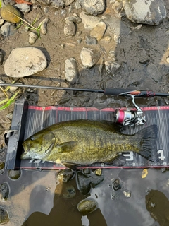 スモールマウスバスの釣果