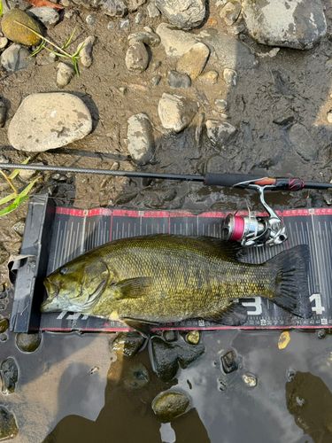 スモールマウスバスの釣果