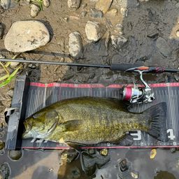 スモールマウスバス