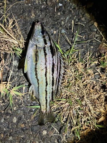 コトヒキの釣果