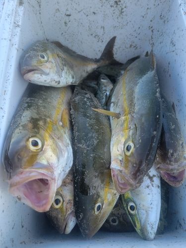 ショゴの釣果