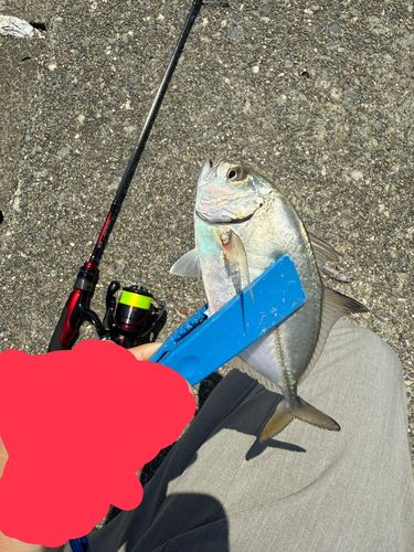 メッキの釣果