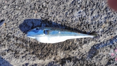 センニンフグの釣果