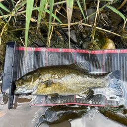 スモールマウスバス