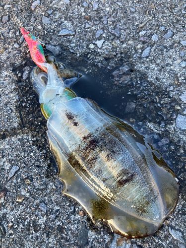 アオリイカの釣果