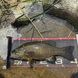 スモールマウスバス