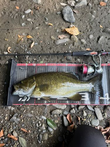 スモールマウスバスの釣果