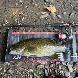 スモールマウスバス