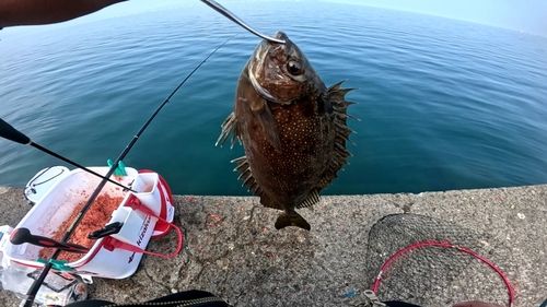 アイゴの釣果
