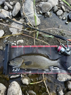 スモールマウスバスの釣果