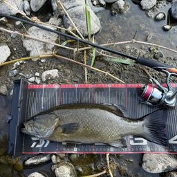 スモールマウスバス