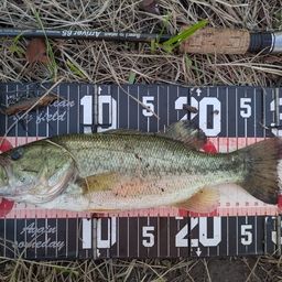 ラージマウスバス