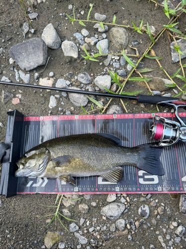 スモールマウスバスの釣果
