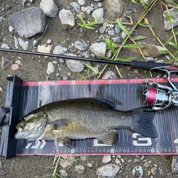 スモールマウスバス