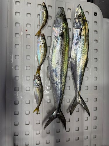 サゴシの釣果