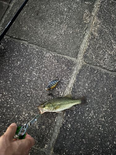 釣果