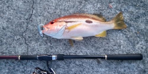 ヨコスジフエダイの釣果