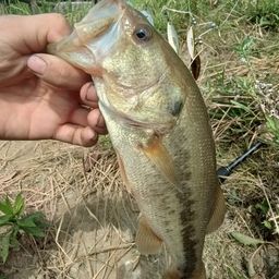 ラージマウスバス