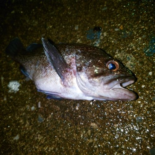 クロソイの釣果