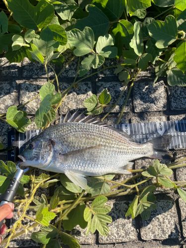 キビレの釣果
