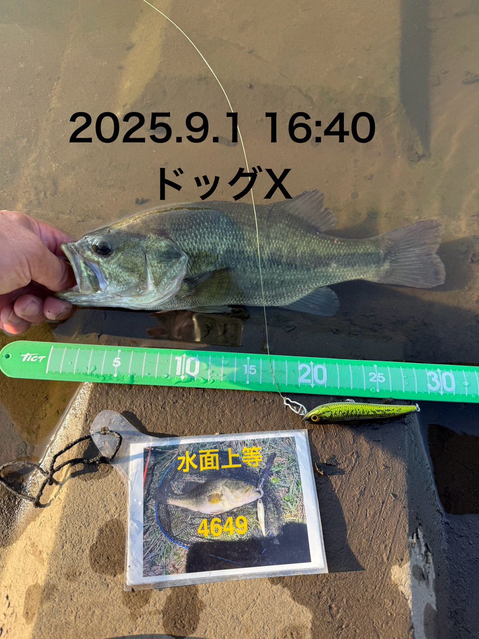 ラージマウスバス