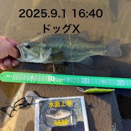 ラージマウスバス