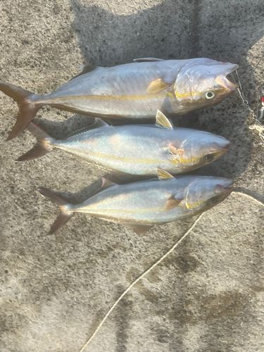 釣果