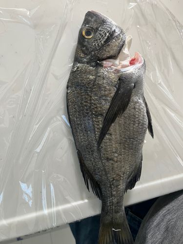 チヌの釣果