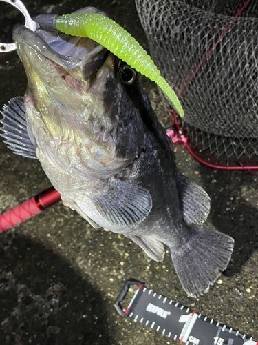 クロソイの釣果