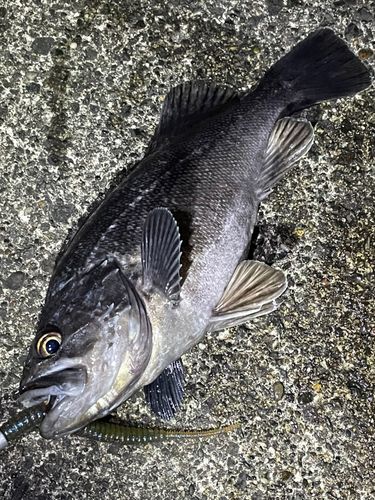 クロソイの釣果