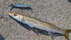カマスの釣果