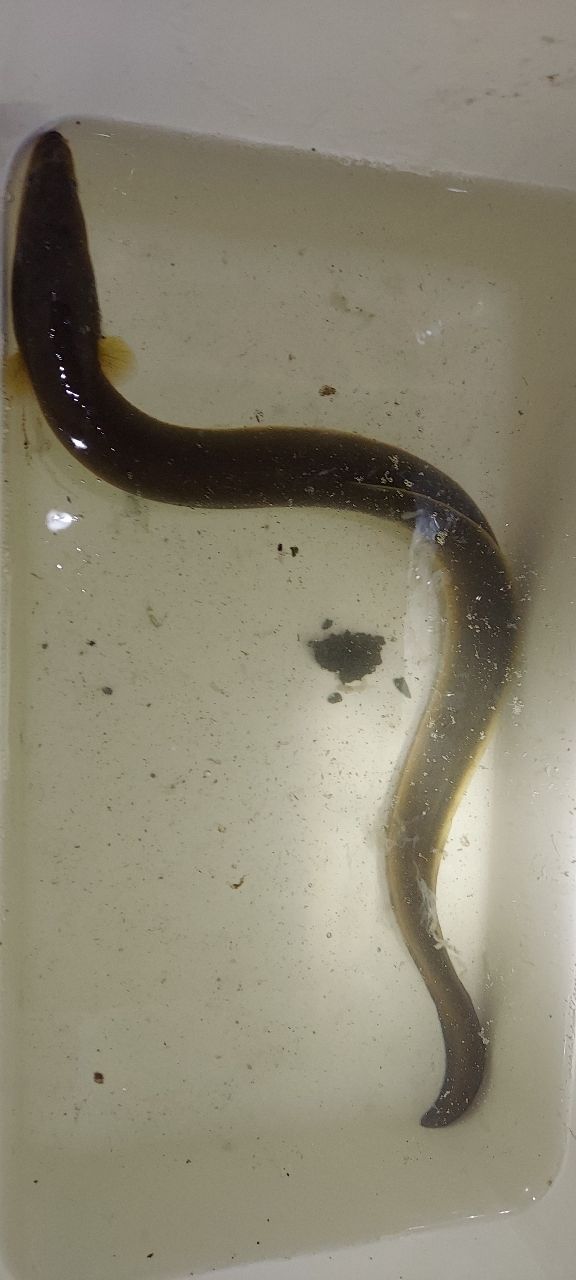 ウナギ