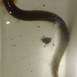 ウナギ