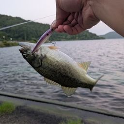 ブラックバス