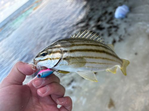 釣果