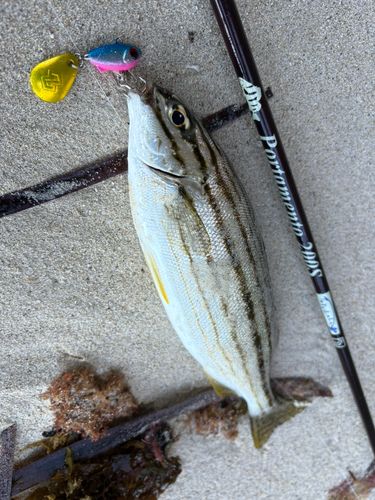 釣果