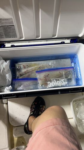 ケンサキイカの釣果