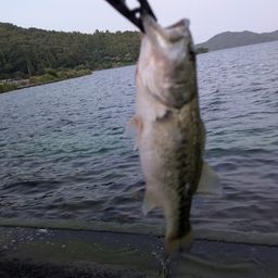 ブラックバス