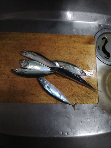 マサバの釣果