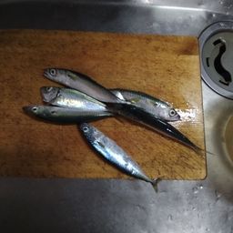 マサバ