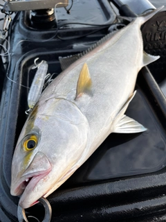 ショゴの釣果