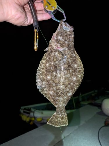 ヒラメの釣果