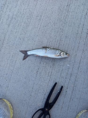 ウグイの釣果